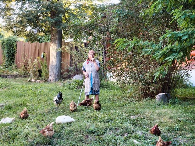 How Can You Create a Sustainable and Eco-Friendly Space for Your Backyard Chickens?
